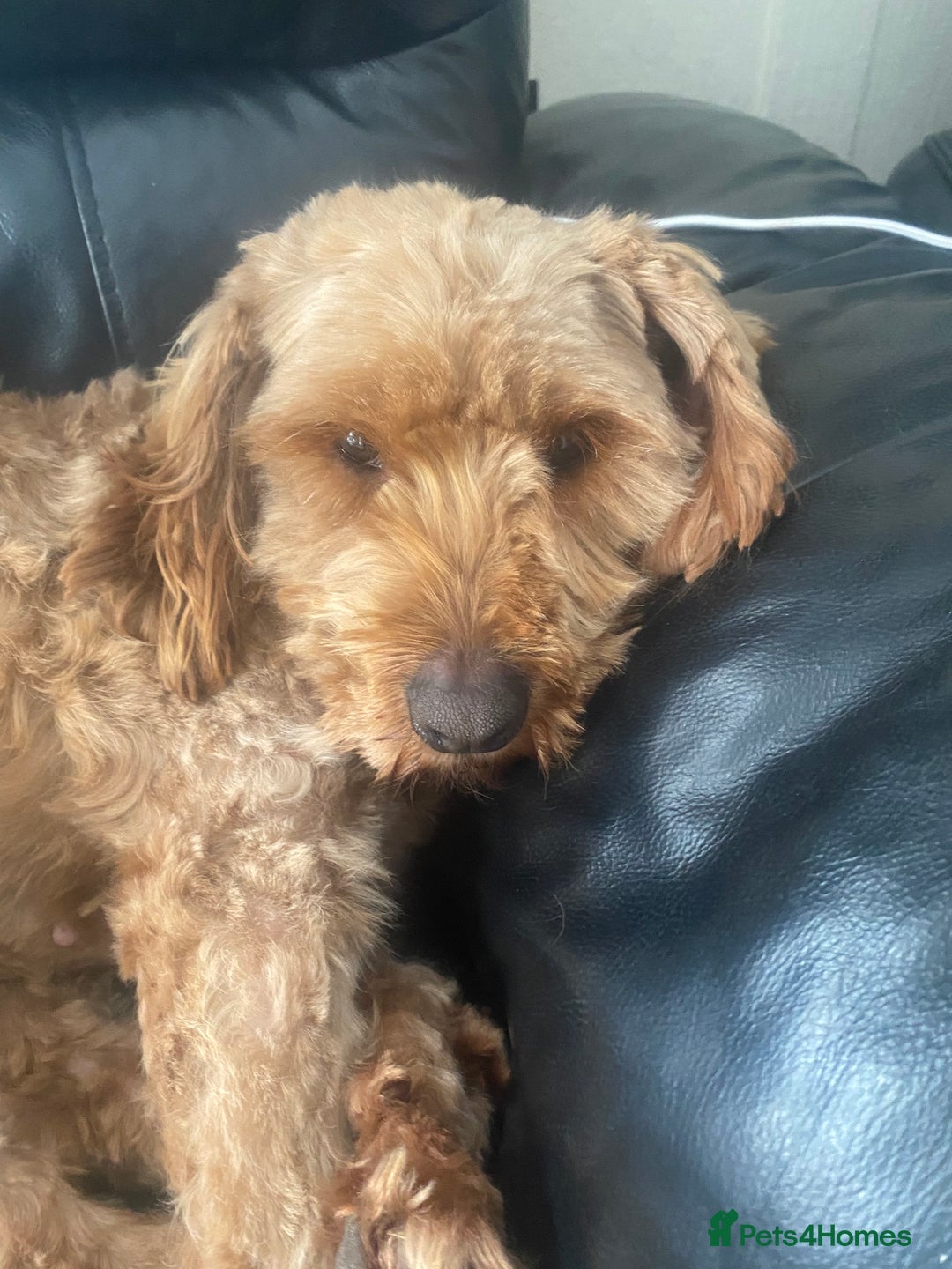 Cavapoo dogs for sale: 3 year old Cavapoo looking for loving forever home - Advert 3