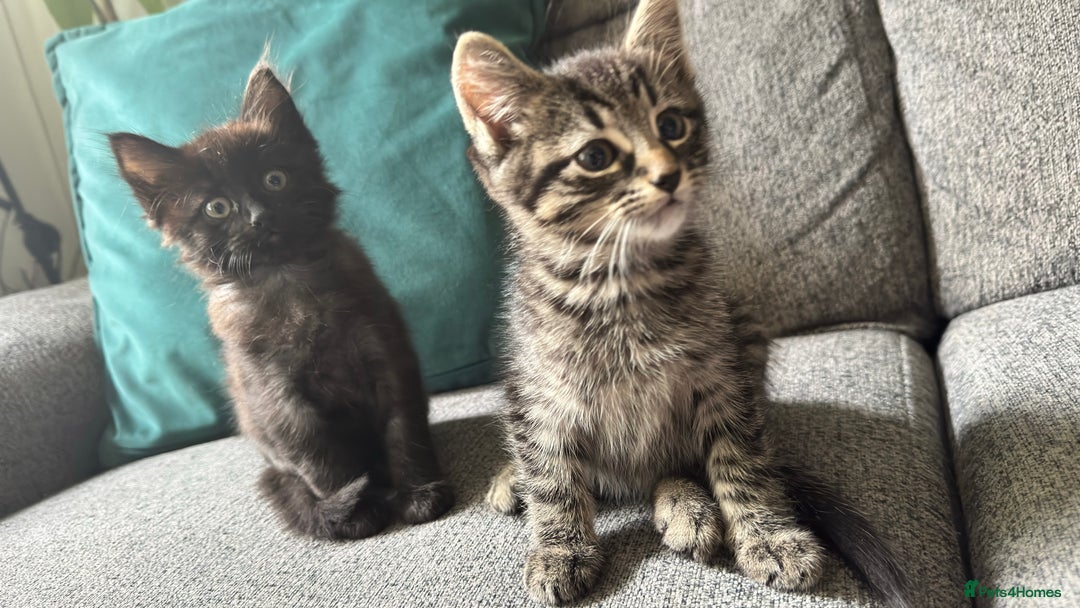 Mixed Breed cats for sale: Stunning kittens (3) - Image 5