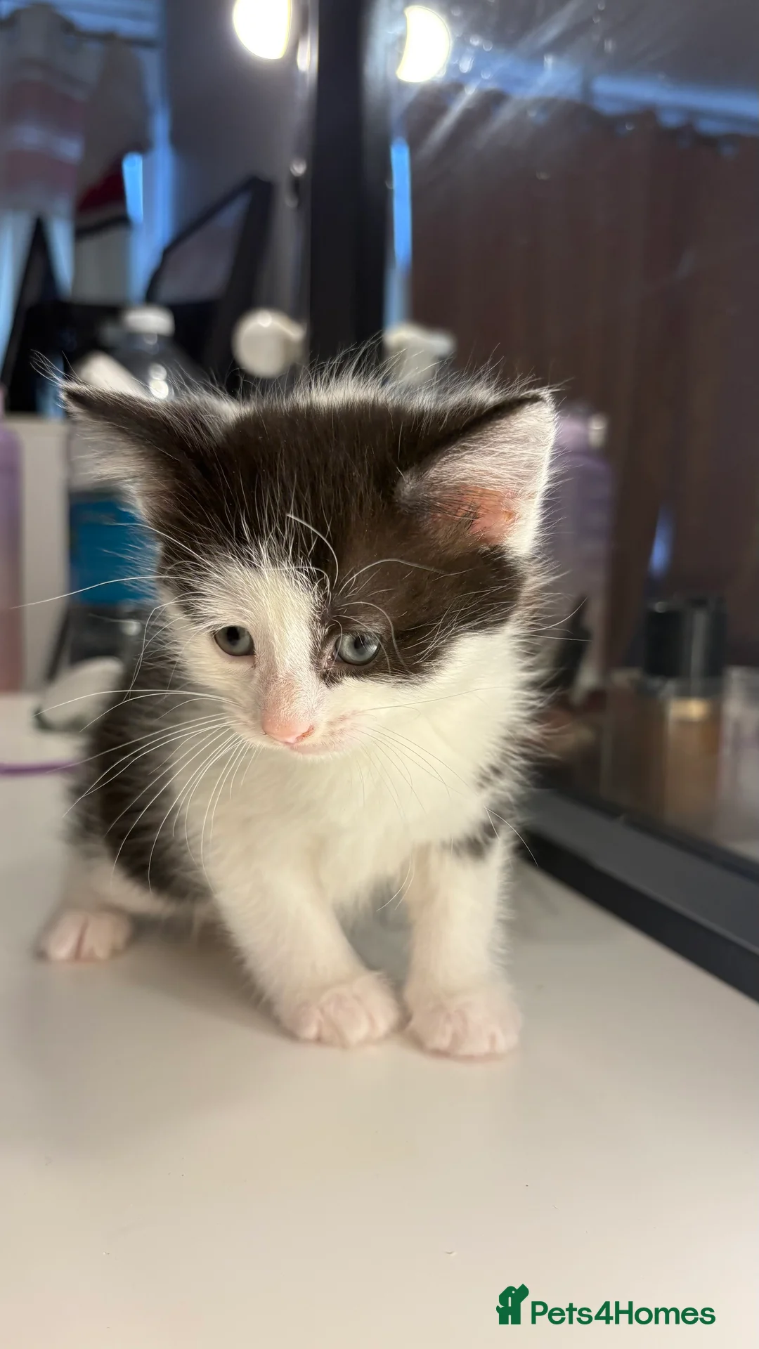 British Shorthair cats for sale: 6 beautiful kittens for sale  - Advert 4