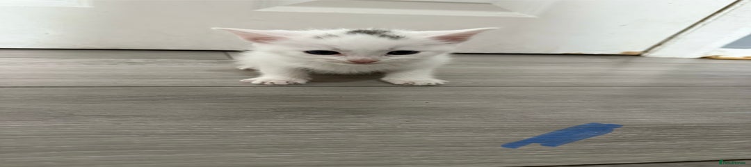 Mixed Breed Kitten 1