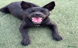 Mixed Breed dogs for adoption: Loving Beatrix looking For LOVE - Image 9