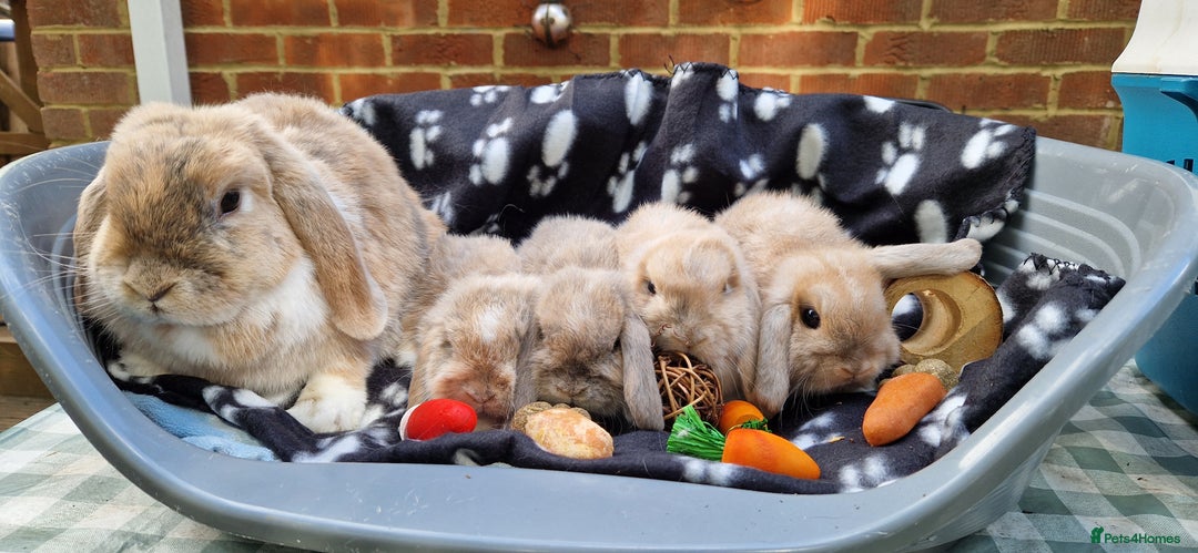 Mini Lop rabbits for sale: 4x Mini Lop Female Bunnies - Image 5