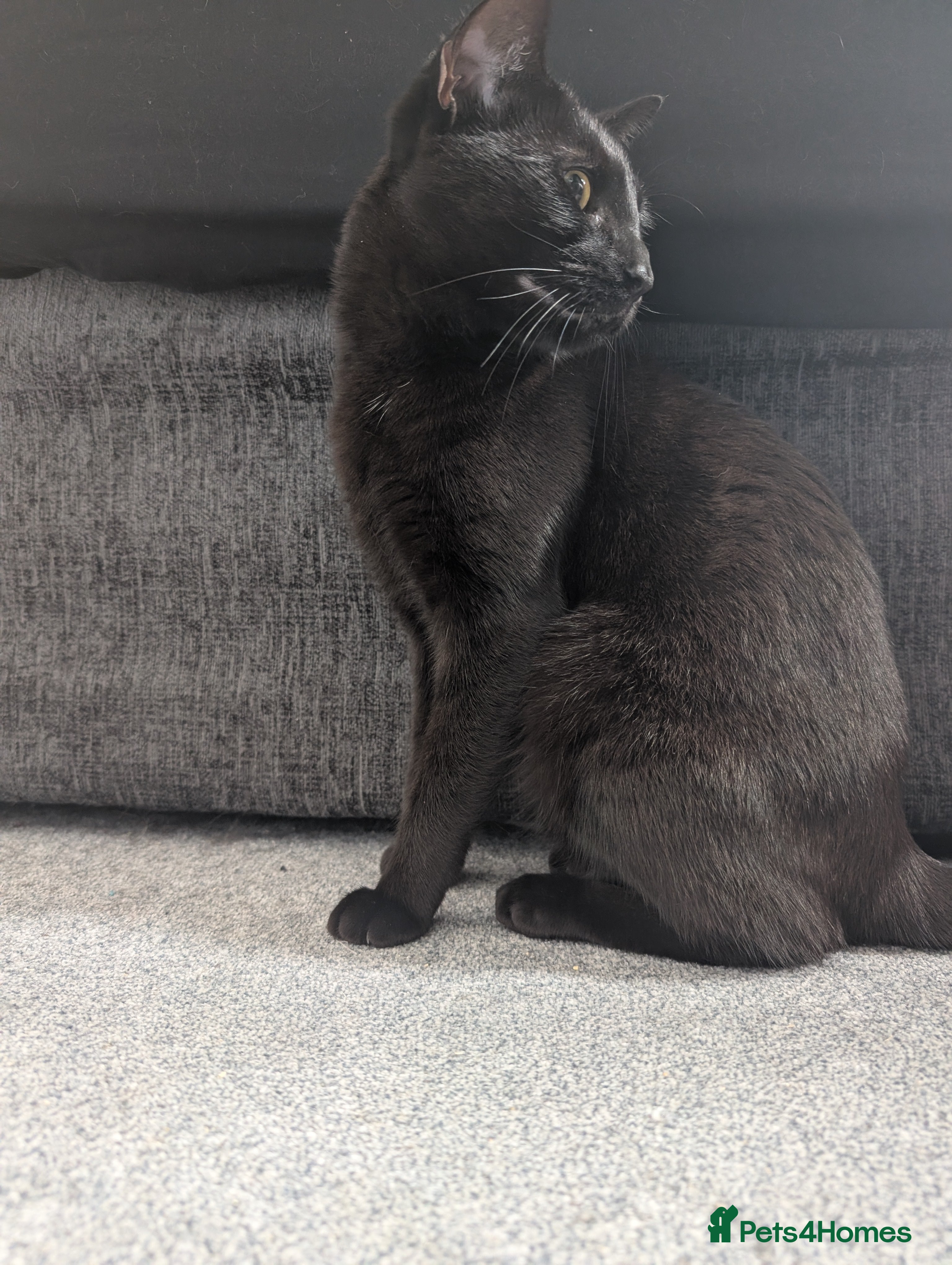 Mixed Breed cats Shadow  - Advert 9