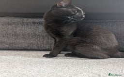 Mixed Breed cats for sale: Shadow  - Image 1