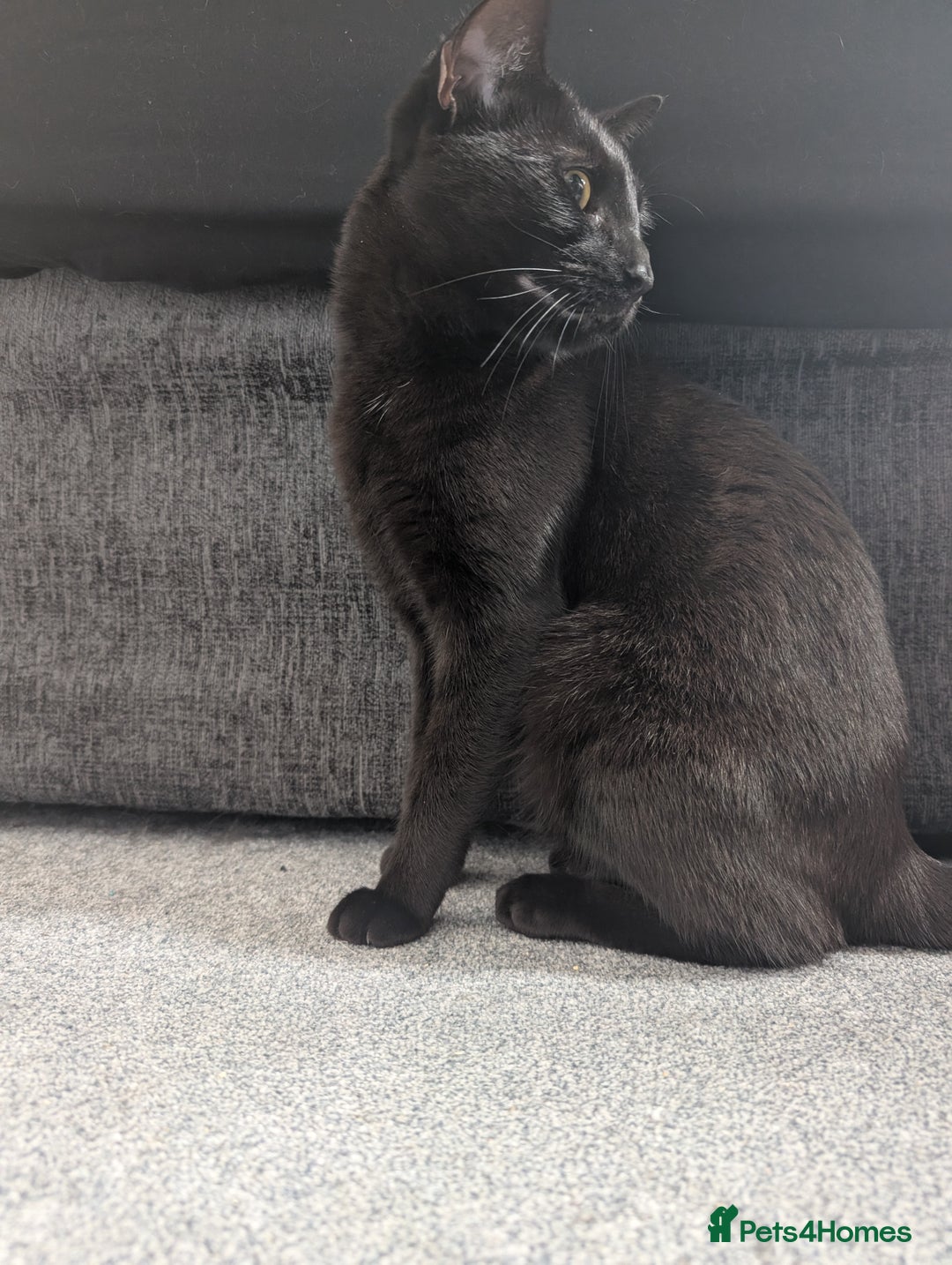 Mixed Breed cats for sale: Shadow  - Image 1