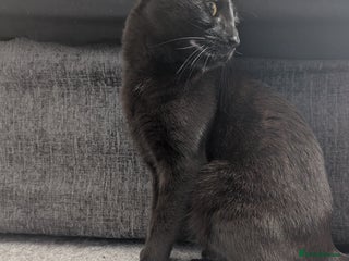 Mixed Breed cats Shadow - Advert 5