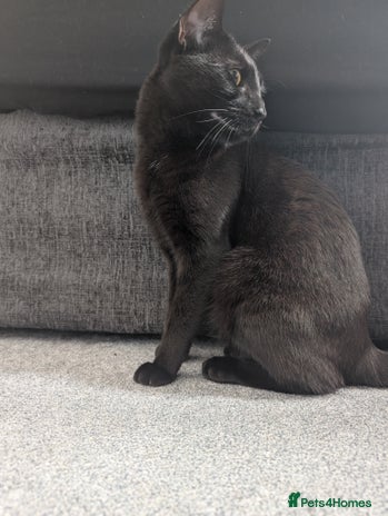 Mixed Breed cats Shadow - Advert 1