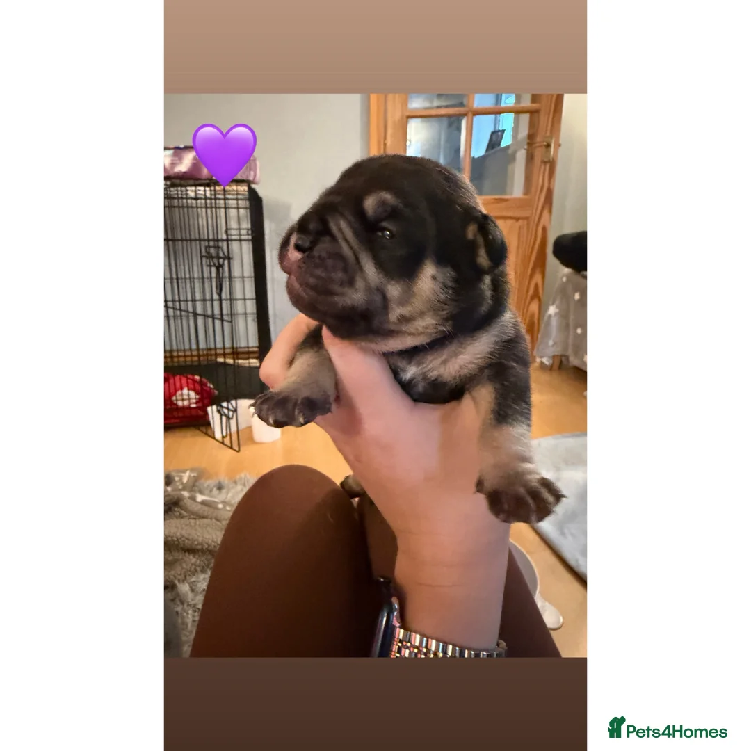 Old Tyme Bulldog dogs for sale: Old Tyme English Bulldog Puppies - Advert 14