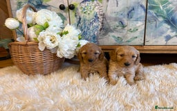 Cockapoo dogs for sale: Cockapoo F1b show type pups, PRIZEWINNING LINES  - Image 4