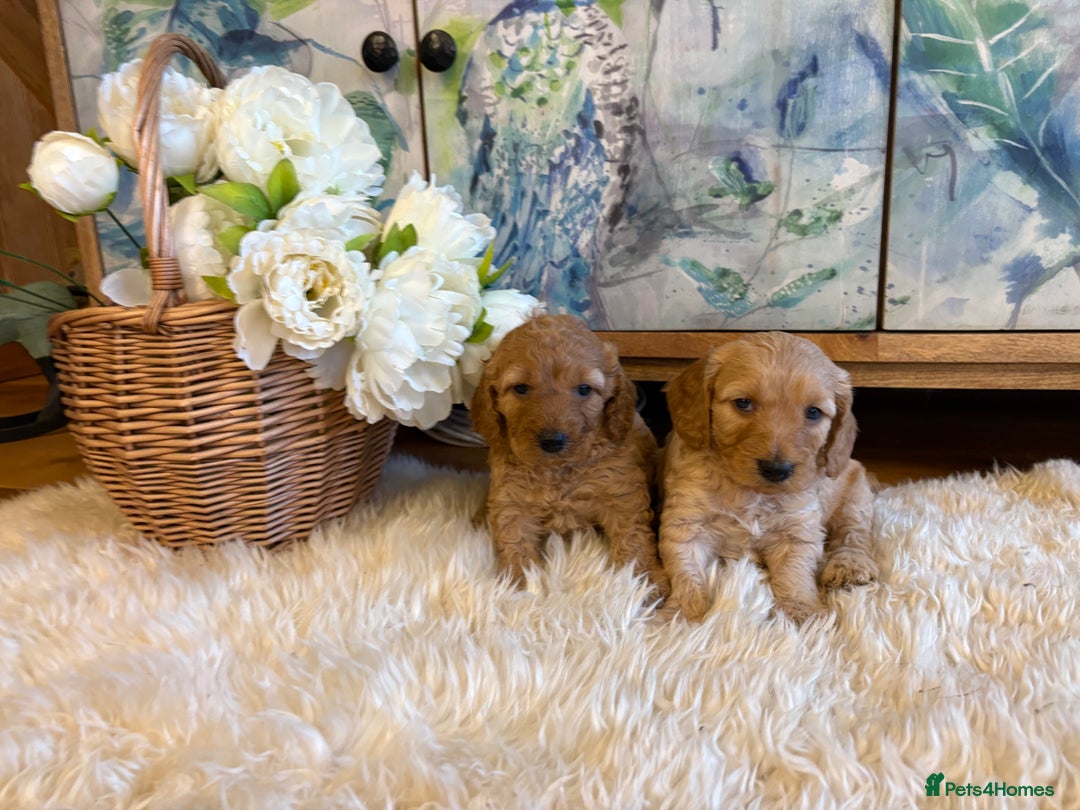 Cockapoo dogs for sale: Cockapoo F1b show type pups, PRIZEWINNING LINES  - Image 4
