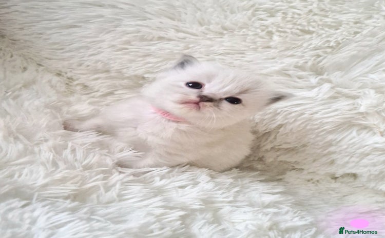 Ragdoll cats - Advert 4