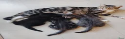 Mixed Breed cats for sale: 2 Stunning golden tabbys and cute black kitten  in Bristol - Advert 3