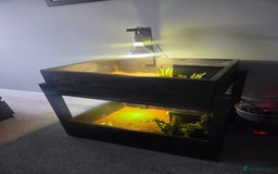 Tortoise reptiles for sale: Horsefield tortoises - Image 7