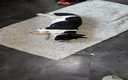 French Bulldog dogs for sale: Frenchie puppy  - Advert 5