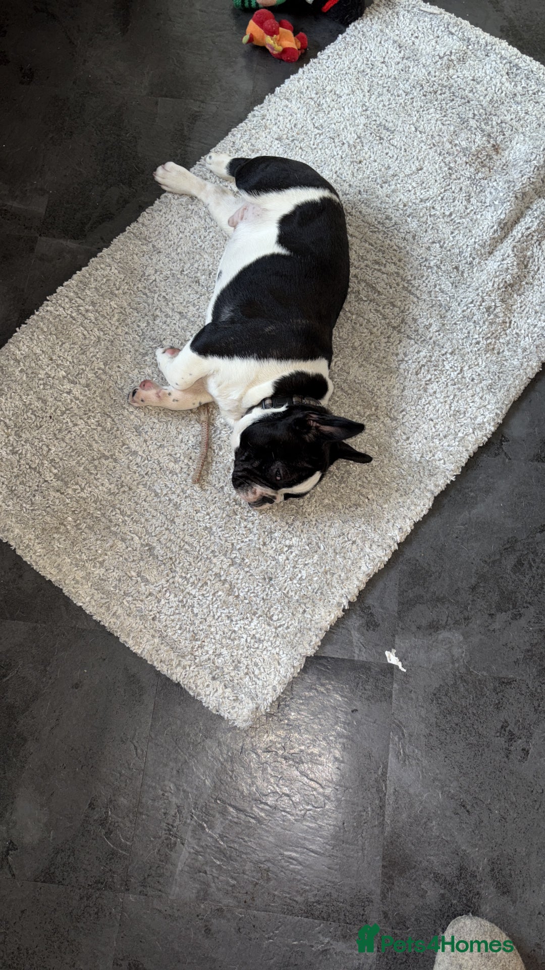 French Bulldog dogs for sale: Frenchie puppy  - Advert 5