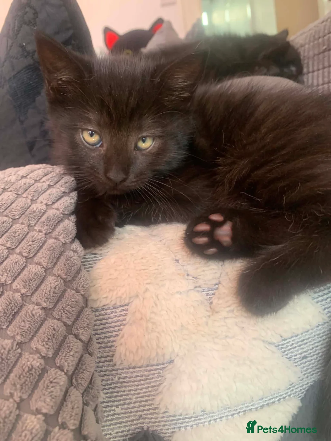 Mixed Breed cats for sale: Kittens ready for new homes  in Mountain Ash - Advert 2