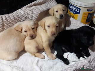 Labrador Retriever dogs Beautiful Labrado pups for sale - Advert 1