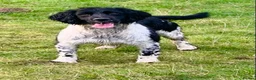English Springer Spaniel dogs for stud: HEALTH TESTED FTCH bred springers for stud - Advert 3