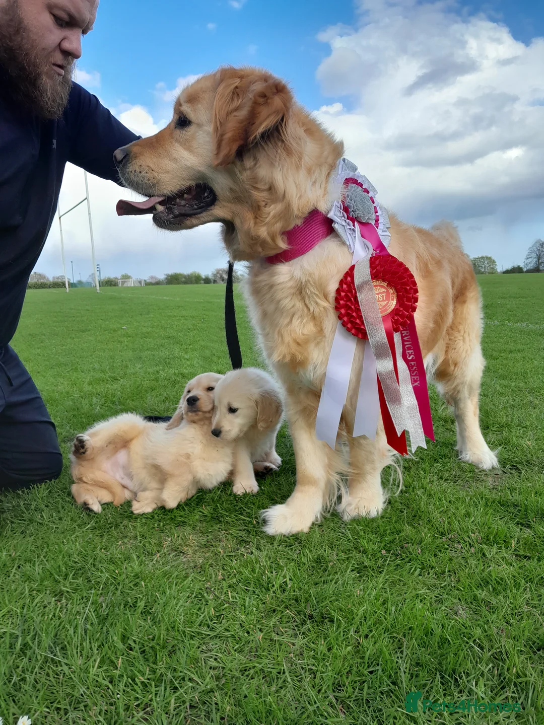 Golden Retriever dogs for sale: Show quality golden retriever puppies  in Harlow - Advert 4