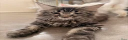 Maine Coon cats for sale: Xl Maine coons for sale  - Advert 5
