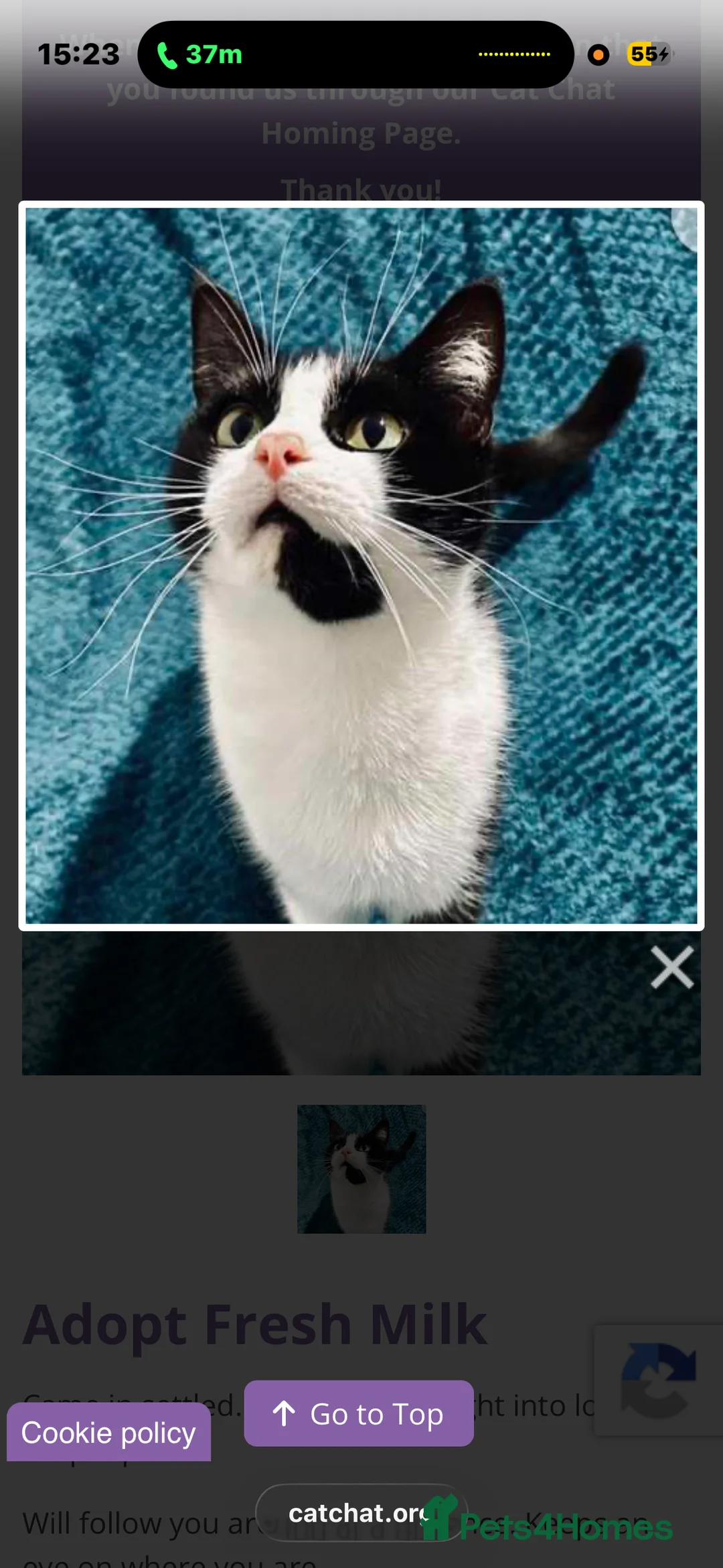 Mixed Breed cats for sale: Rescue cats and kittens 🧡 - Advert 2