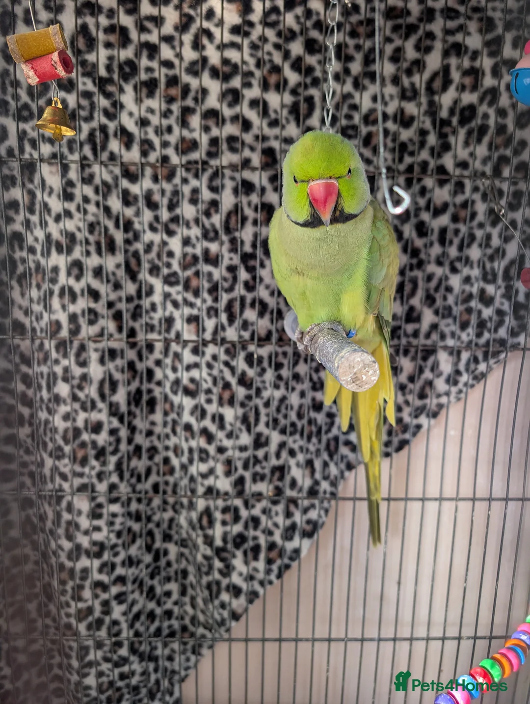 Ringnecks birds for sale: Male Ringneck in Boston - Advert 2