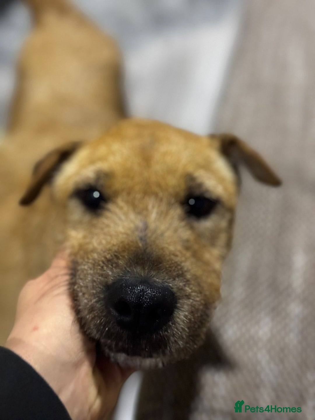 Mixed Breed dogs for adoption: Sweet Molly Needs Love  - Advert 12