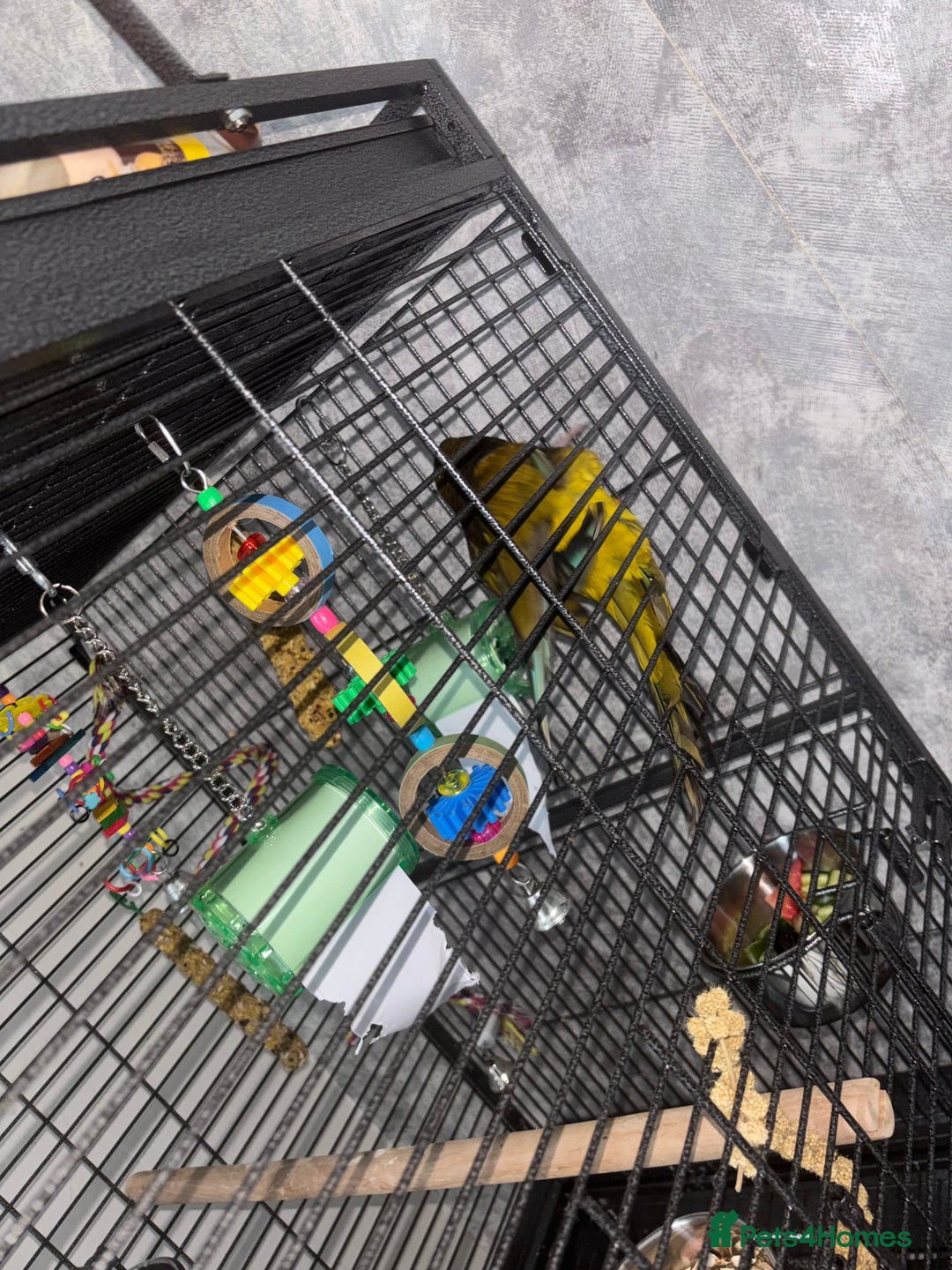 Conures birds for sale: Beautiful baby Patagonian conure - Image 3