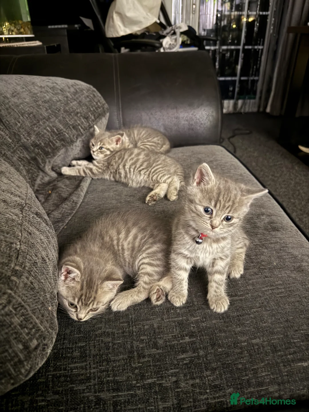 Mixed Breed cats for sale:  Gorgeous British Shorthair Mix Kittens - Advert 2