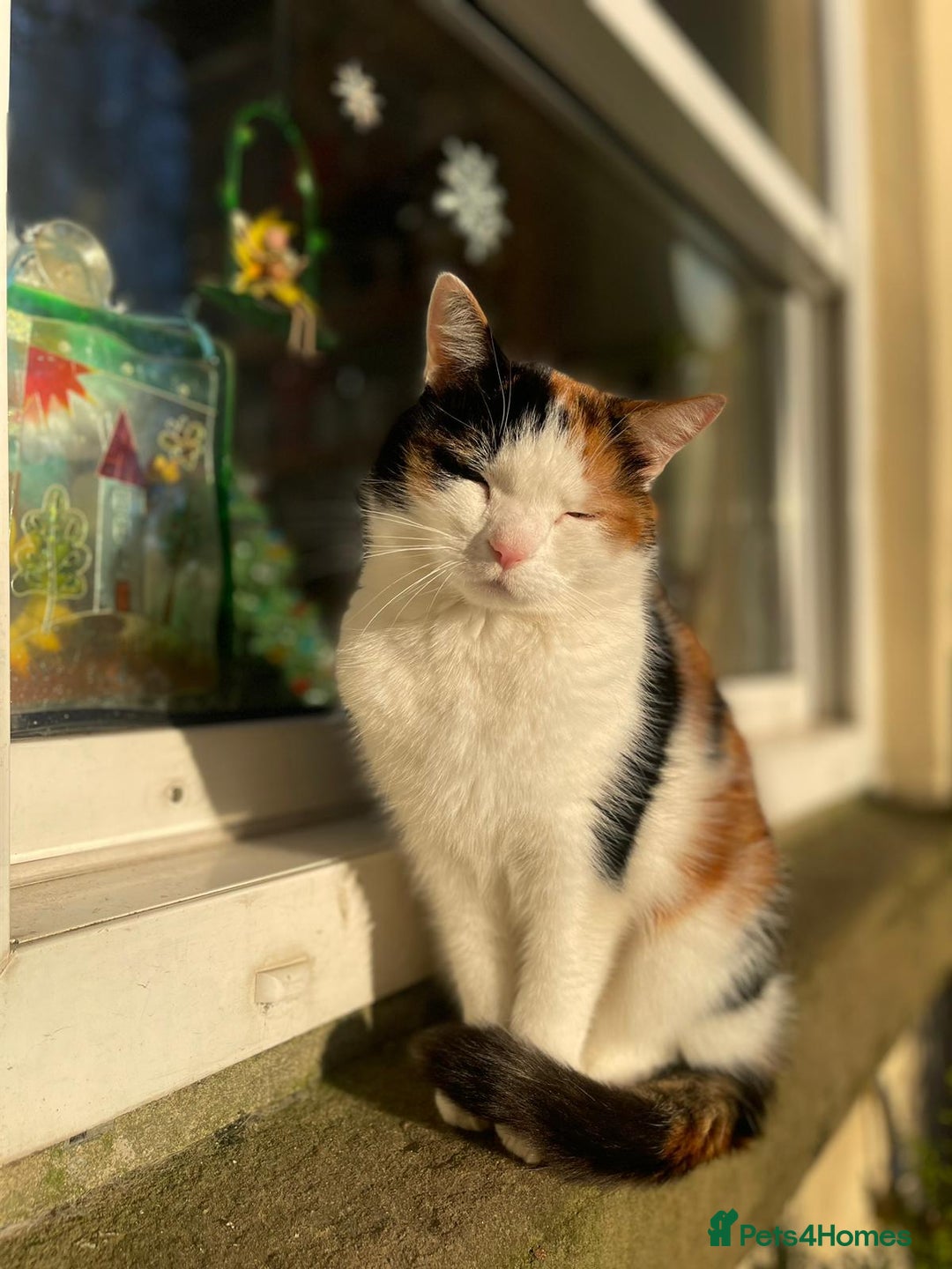 Mixed Breed cats for sale: Feral farm kittens - Advert 2