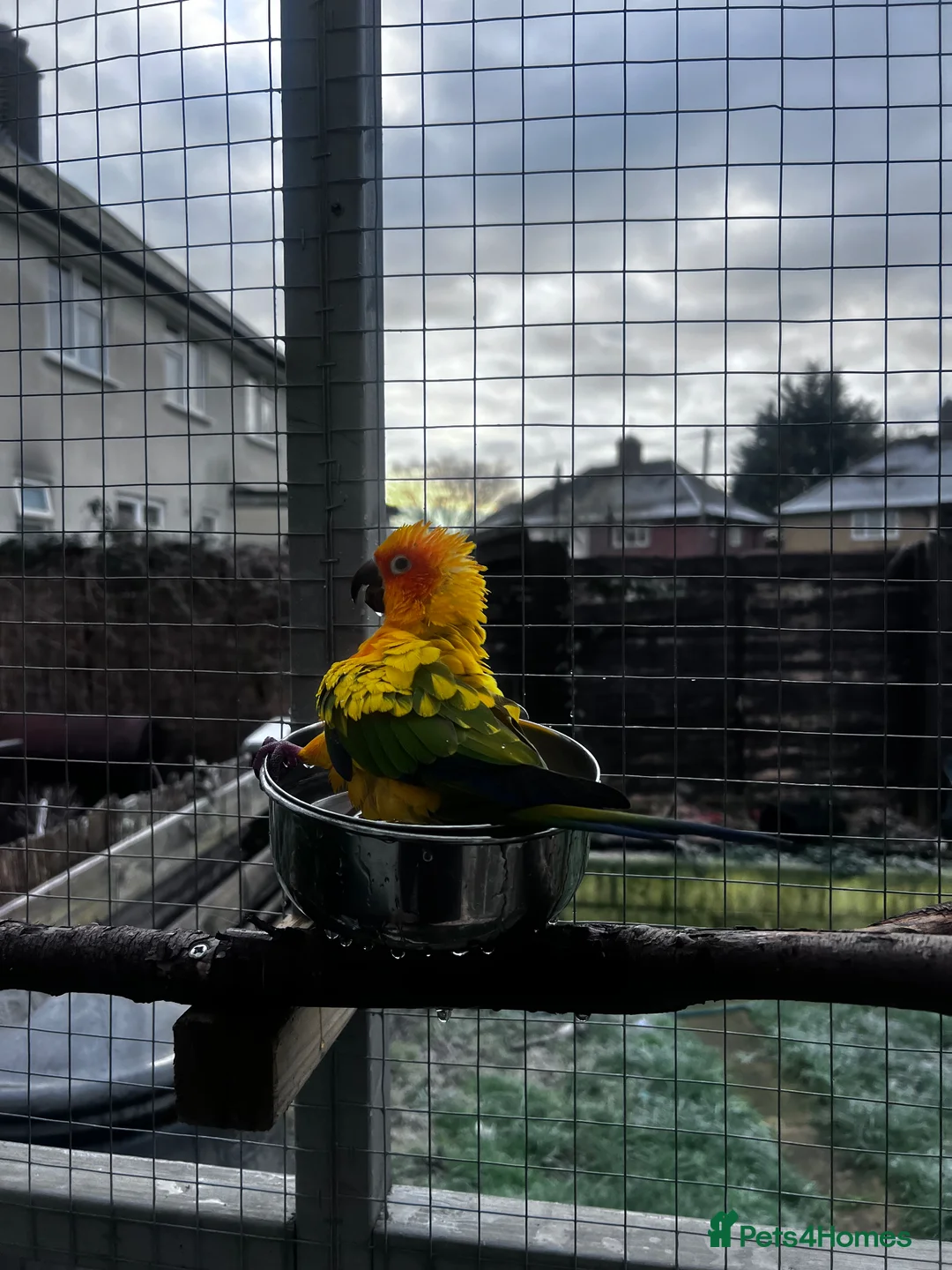 Conures birds for sale: Beautiful hand tame male sun conure.  - Advert 2