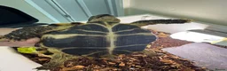 Tortoise reptiles for sale: Female tortoise very friendly  in Walsall - Advert 13