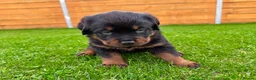 Rottweiler dogs for sale: KC Registered German Line Rottweiler Puppies 🐾🐾 - Advert 17
