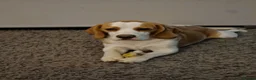Beagle dogs for sale: 💞BEAUTIFUL BEAGLE PUPPIES 💞 - Advert 25