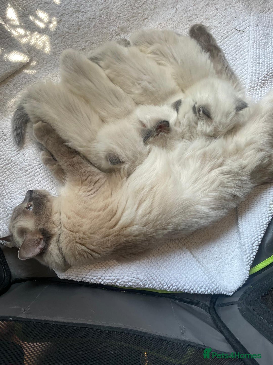 Ragdoll cats for sale: 3 Left! Gorgous blue point girls available🐾 - Image 7
