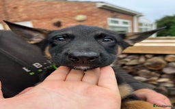 Mixed Breed dogs for sale: Czech shepherd x Belgium malinois - Image 10