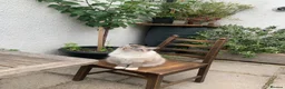 Ragdoll cats for sale: Ragdoll Boy needs Rehoming - Advert 3