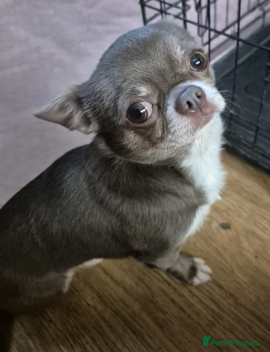 Chihuahua dogs for sale: Chihuahua puppy - Advert 2
