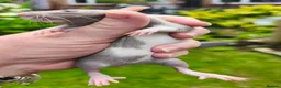 Rat rodents for sale: Beautiful blue and mink Dumbo rats - Advert 14