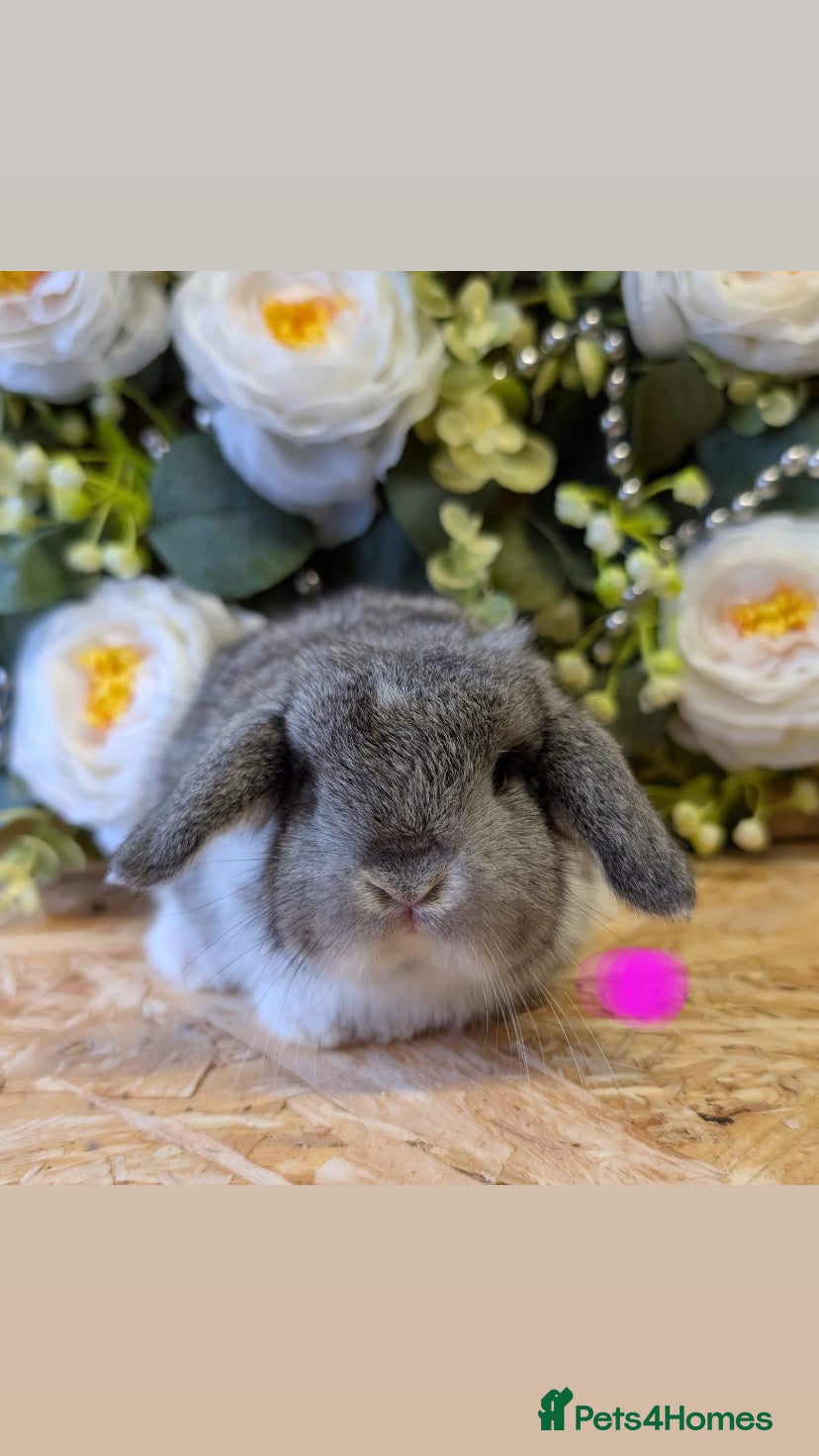 Mini Lop rabbits Mini lops ( Est since 2014 )  - Advert 16