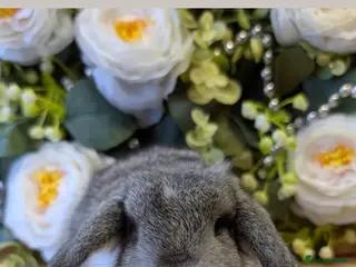 Mini Lop rabbits Mini lops ( Est since 2014 ) - Advert 18