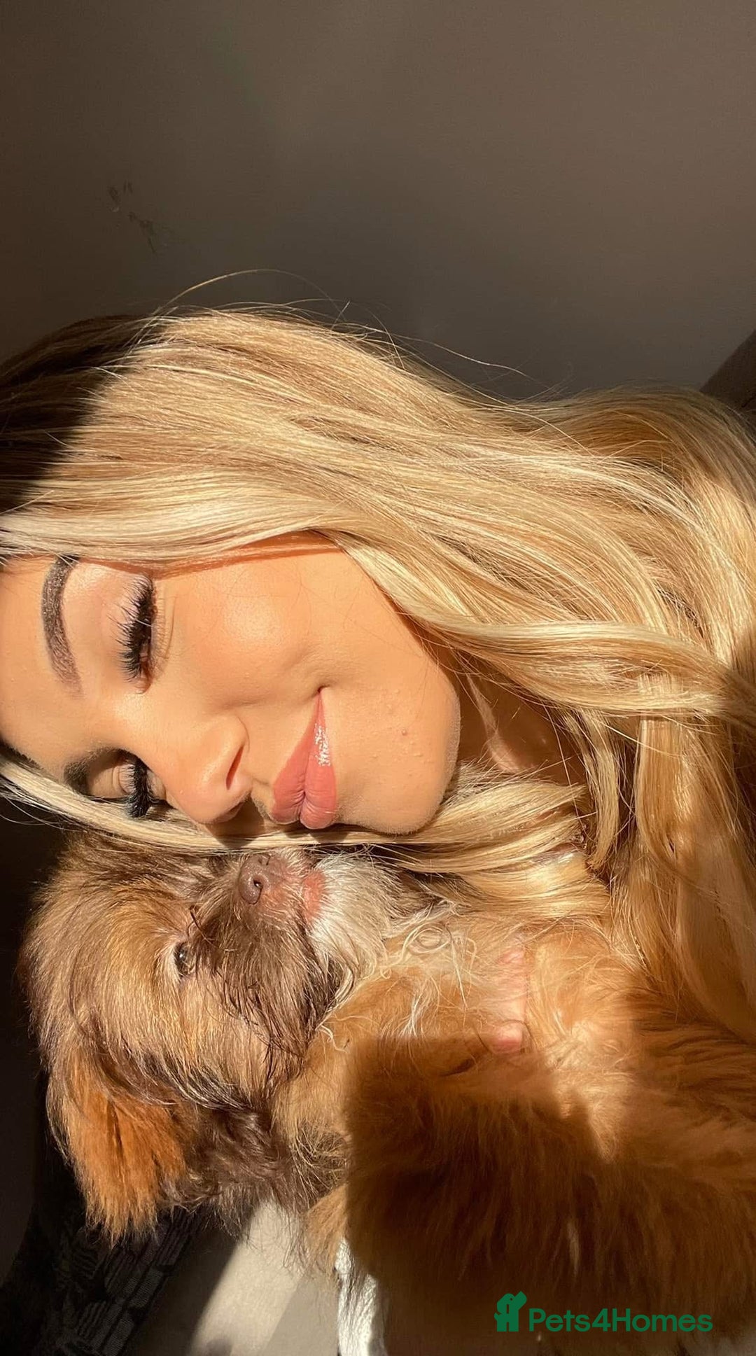 Mixed Breed dogs for sale: Gentle, Child-Friendly Dog Seeking a Loving Home - Advert 13