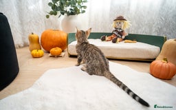 Bengal cats for sale: Bailey-TICA Bengal Girl, Excellent Genetic & Look - Image 6