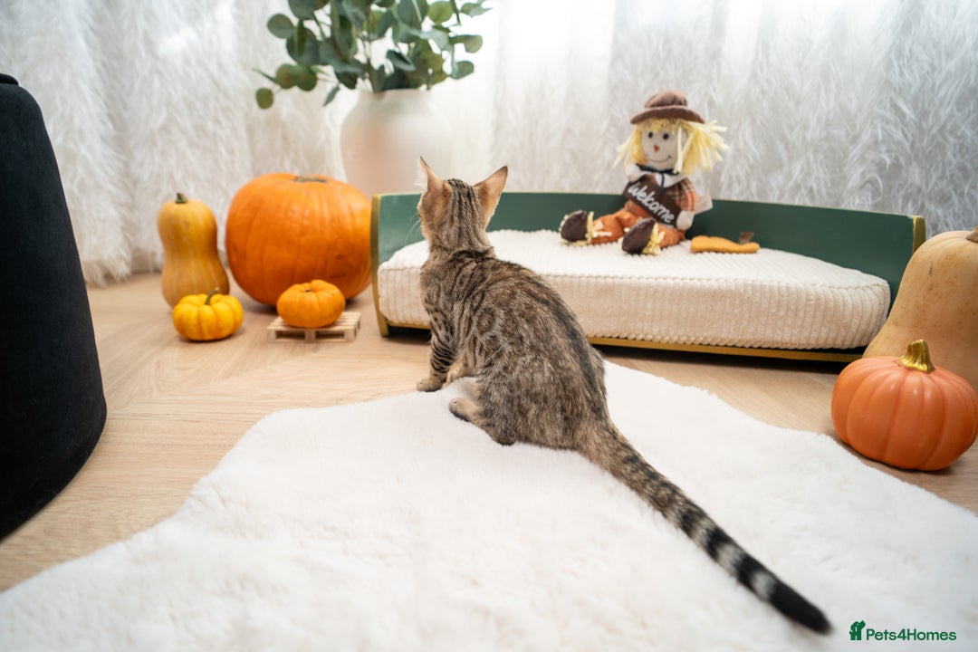 Bengal cats for sale: Bailey-TICA Bengal Girl, Excellent Genetic & Look - Image 6