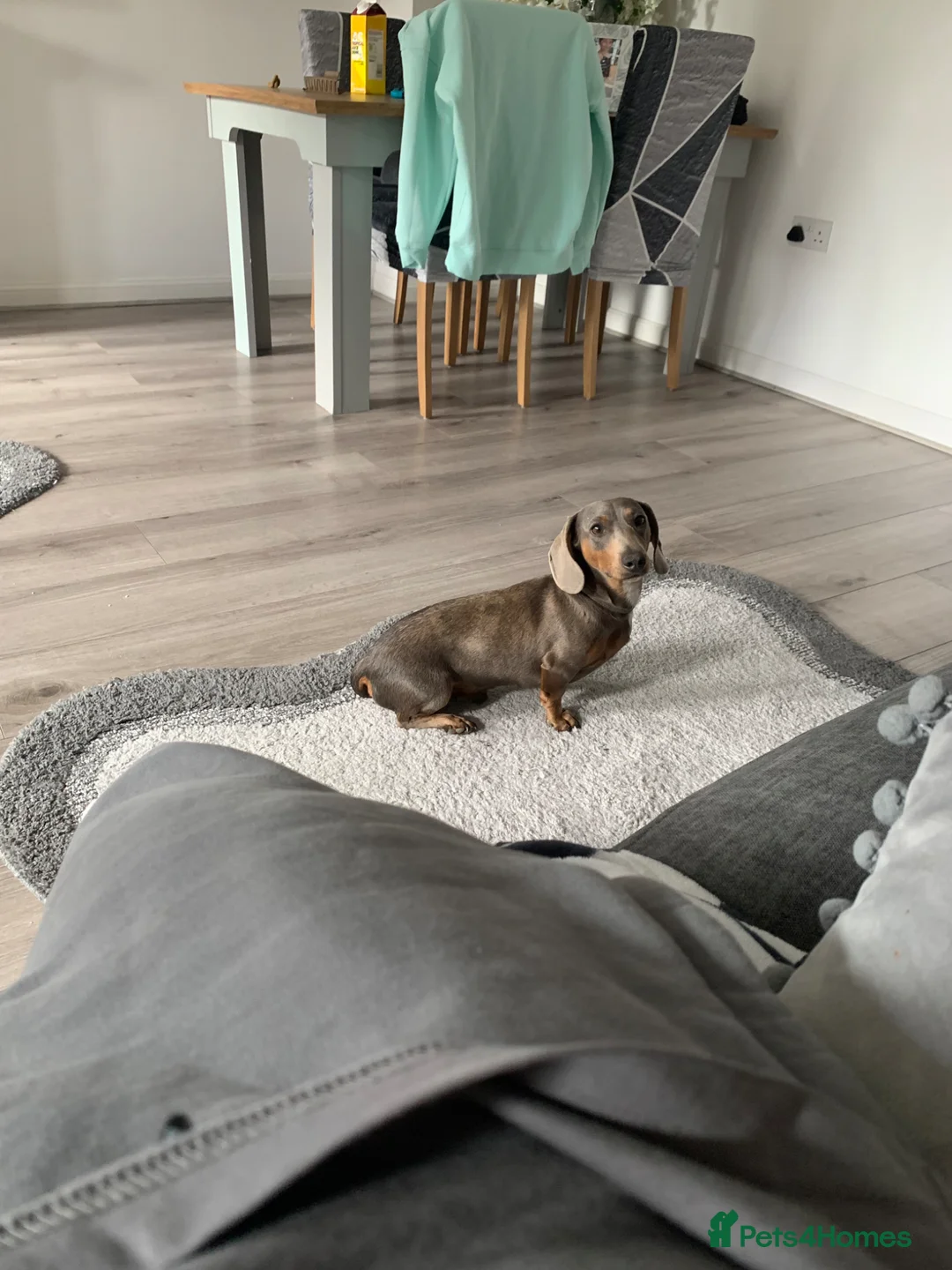 Miniature Dachshund dogs for stud: Miniature Dutch hound for stud  in Milton Keynes - Advert 1