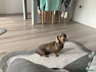 Miniature Dachshund dogs Miniature Dutch hound for stud - Advert 1