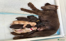Cocker Spaniel dogs for sale: Working Cocker Spaniels in Dorchester - Image 2