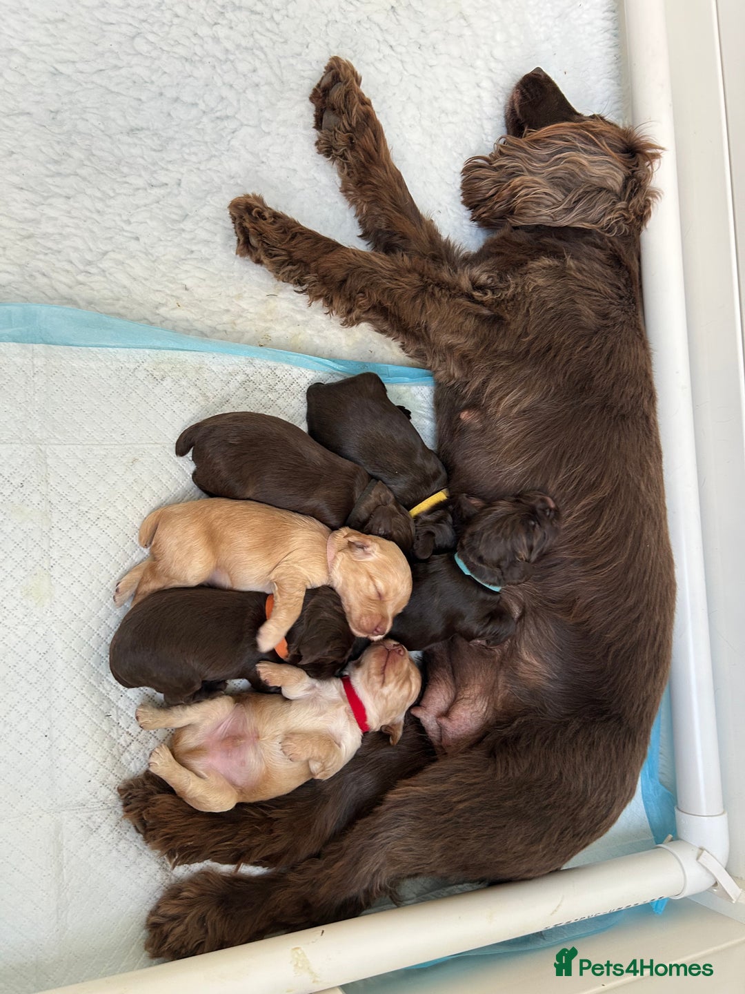 Cocker Spaniel dogs for sale: Working Cocker Spaniels in Dorchester - Image 2