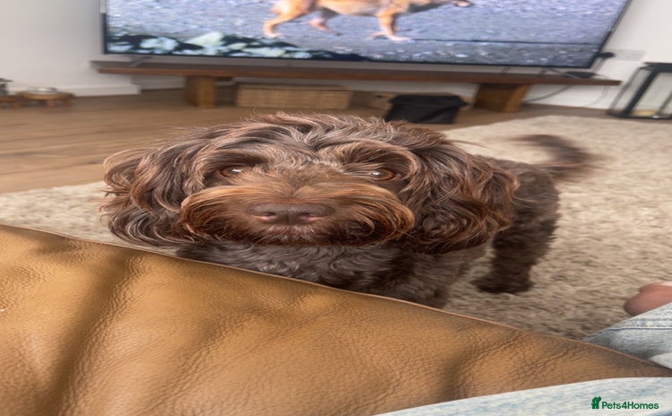 Cockapoo dogs - Advert 7