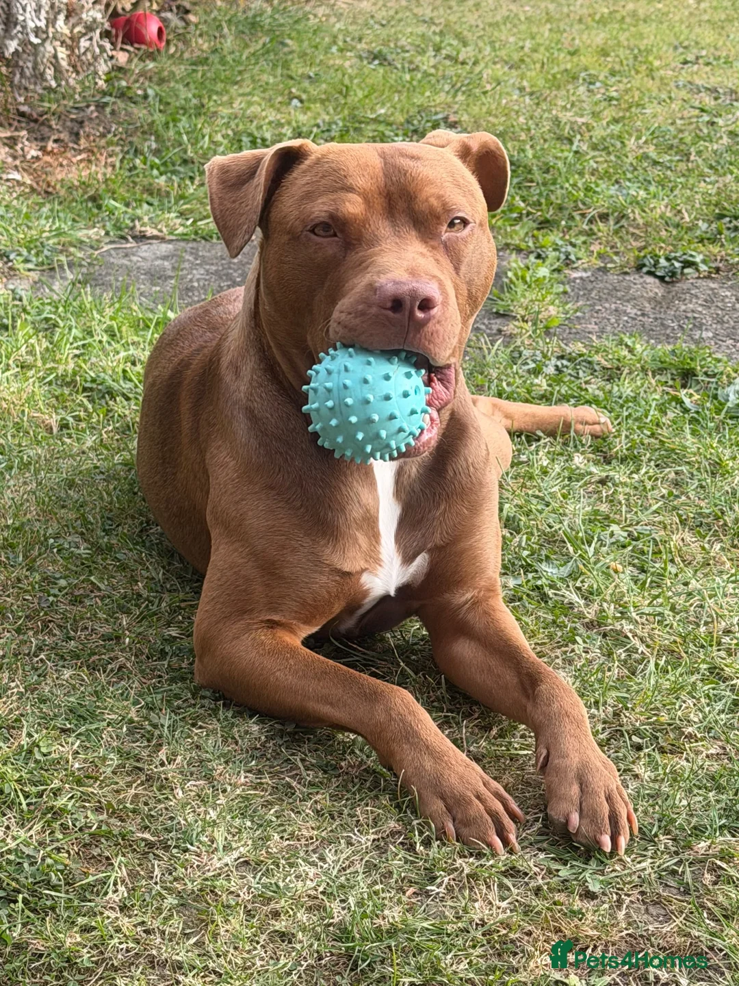 Staffordshire Bull Terrier dogs for sale: Milo - 11 month old Staffy Mix - Advert 14